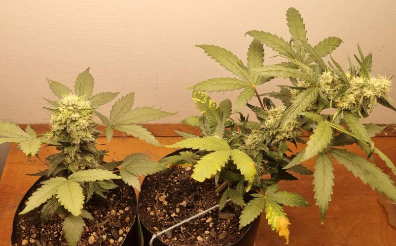 12h from seed Pound Cake Auto. Week 7 - 26/01 - 47d