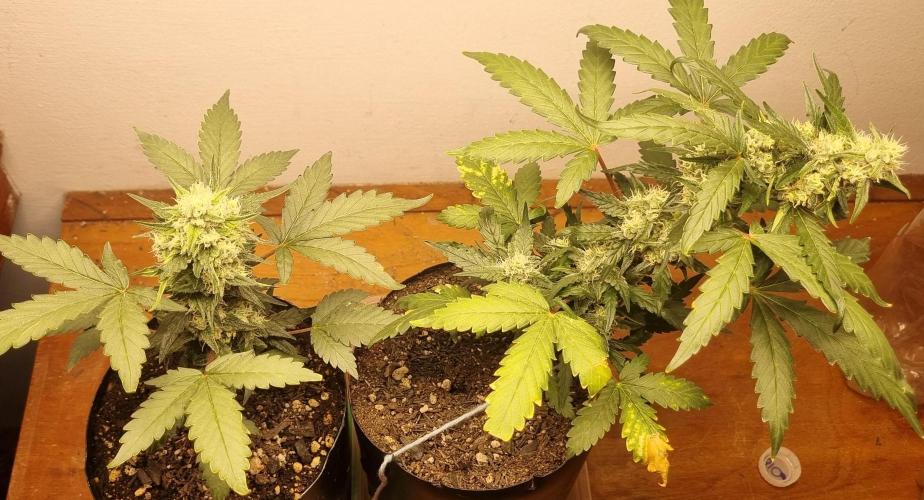 12h from seed Pound Cake Auto. Week 7 - 27/01 - 48d