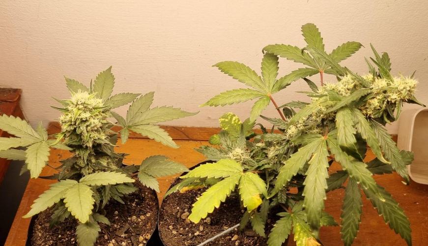 12h from seed Pound Cake Auto. Week 7 - 28/01 - 49d