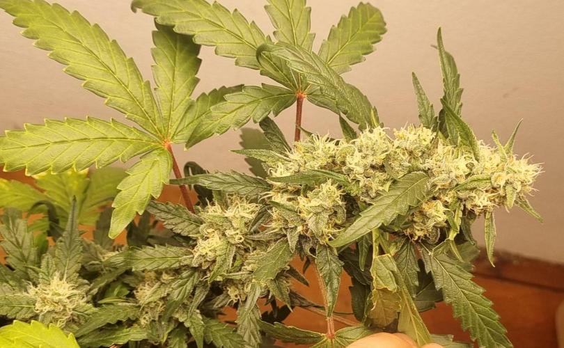 12h from seed Pound Cake Auto. Week 7