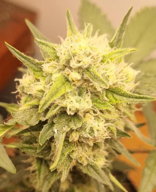 12h from seed Pound Cake Auto. Week 7