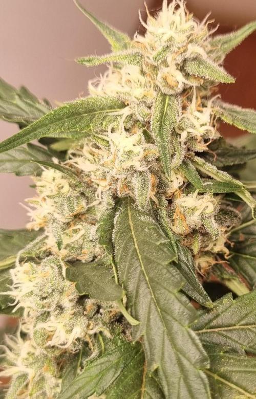 12h from seed Pound Cake Auto. Week 7