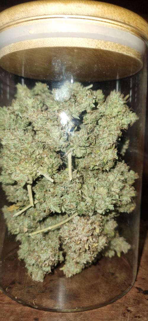 12h from seed AkAuto!. Week 14