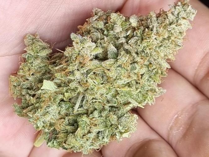 12h from seed AkAuto!. Week 14