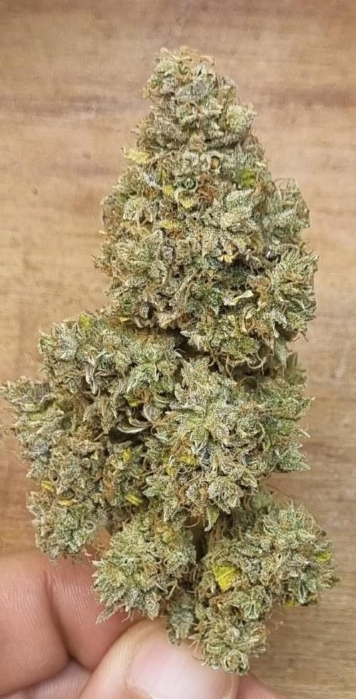 12h from seed AkAuto!. Week 14