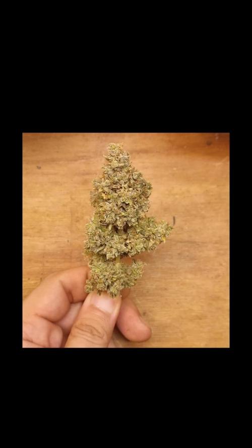 12h from seed AkAuto!