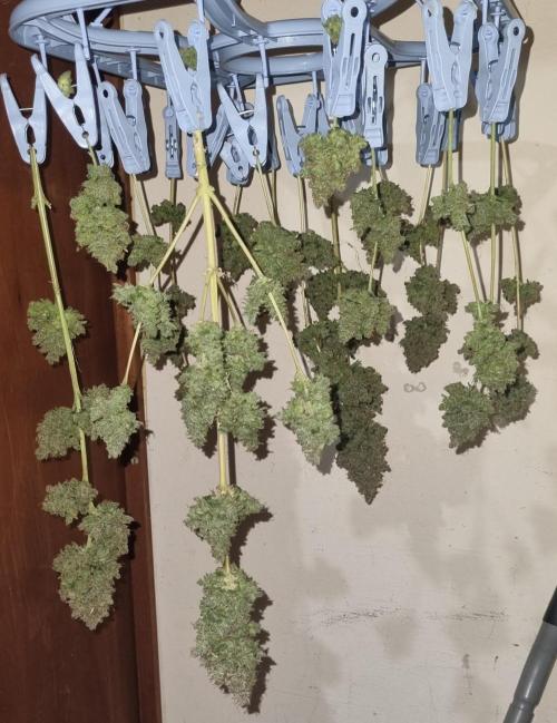 12h from seed AkAuto! 2. Week 14