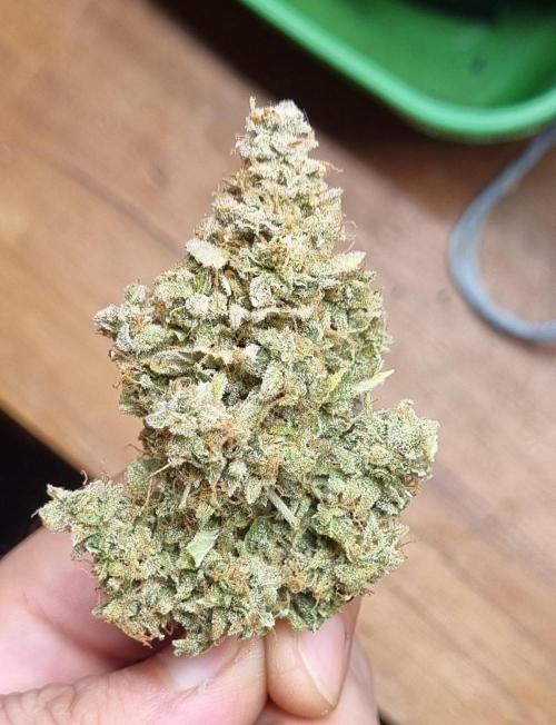 12h from seed AkAuto! 2. Week 14