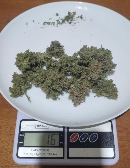 12h from seed AkAuto! 2. Week 14 - ak 4 - 16g