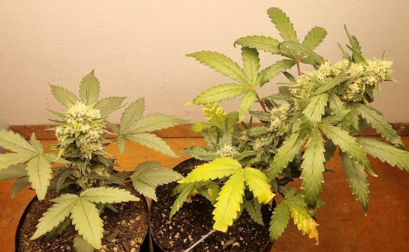 12h from seed Pound Cake Auto. Week 8 - 29/01 - 50d