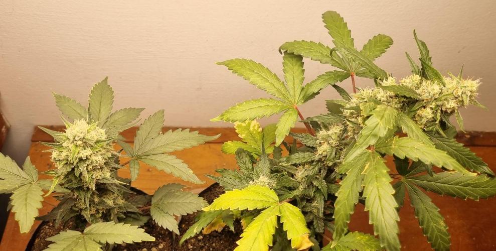 12h from seed Pound Cake Auto. Week 8 - 30/~01 - 51d