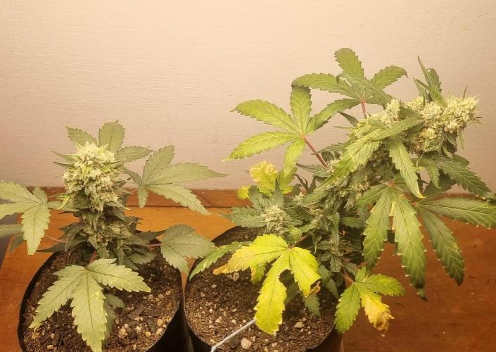 12h from seed Pound Cake Auto. Week 8 - 01/02 - 53d