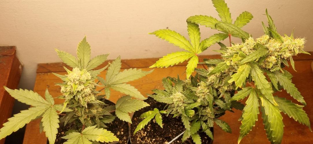 12h from seed Pound Cake Auto. Week 8 - 02/02 - 54d