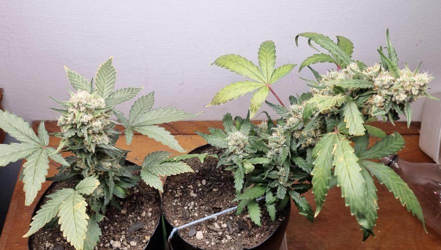 12h from seed Pound Cake Auto. Week 8 - 04/02 - 56d