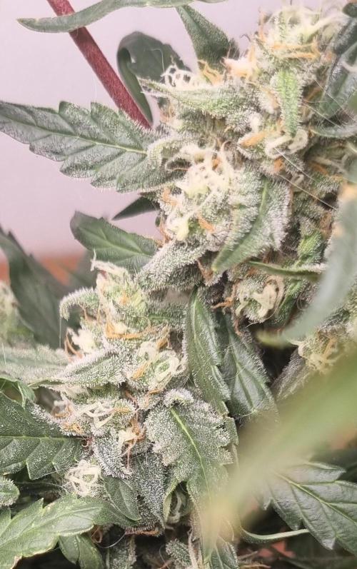 12h from seed Pound Cake Auto. Week 8