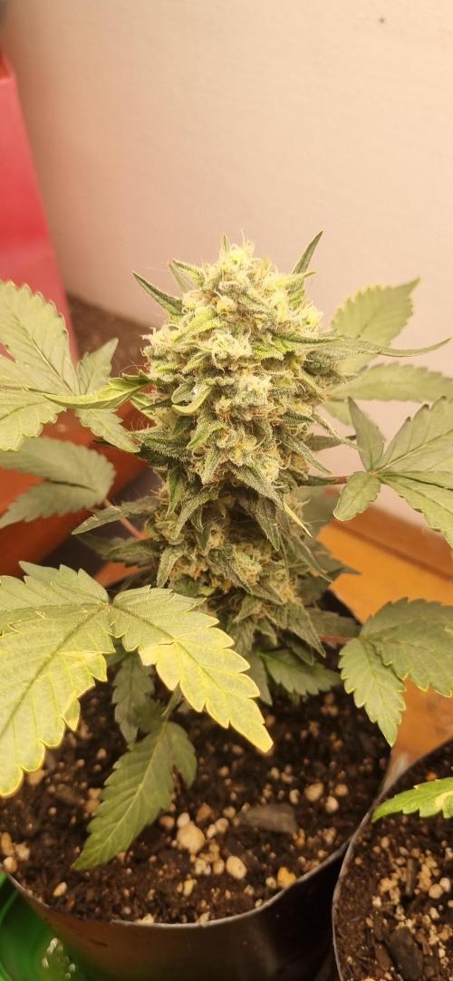 12h from seed Pound Cake Auto. Week 8