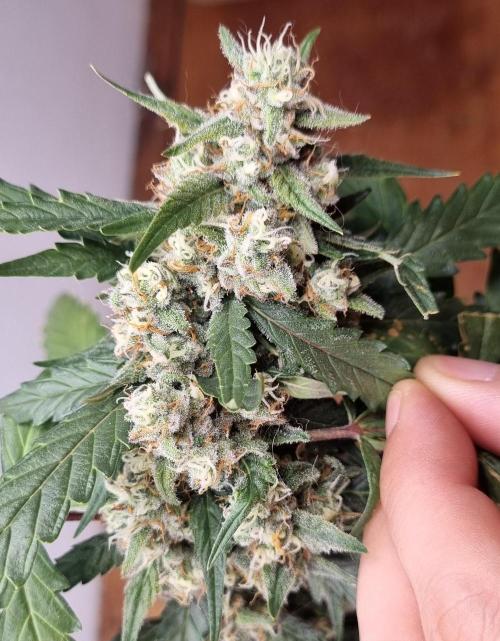 12h from seed Pound Cake Auto. Week 8 - good resin