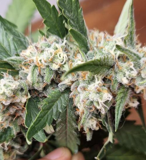 12h from seed Pound Cake Auto. Week 8