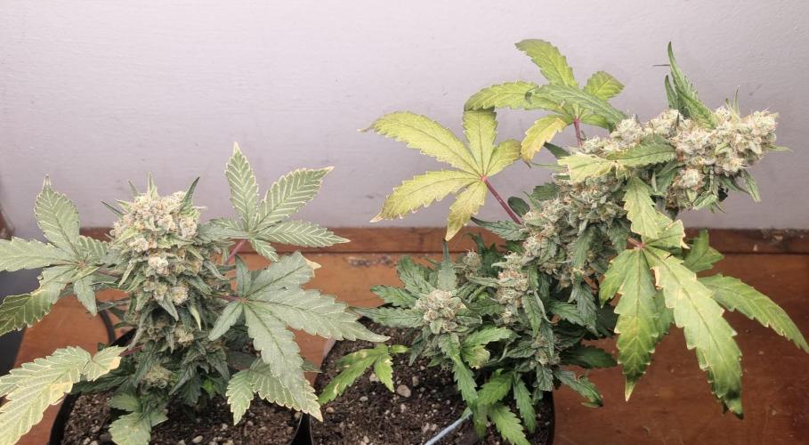 12h from seed Pound Cake Auto. Week 9 - 07/02 - 59d