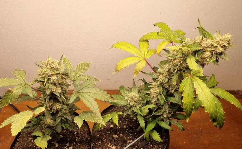 12h from seed Pound Cake Auto. Week 9 - 08/02 - 60d