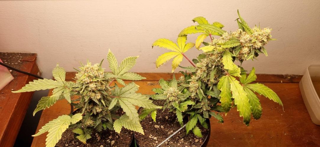 12h from seed Pound Cake Auto. Week 9 - 09/02 - 61d