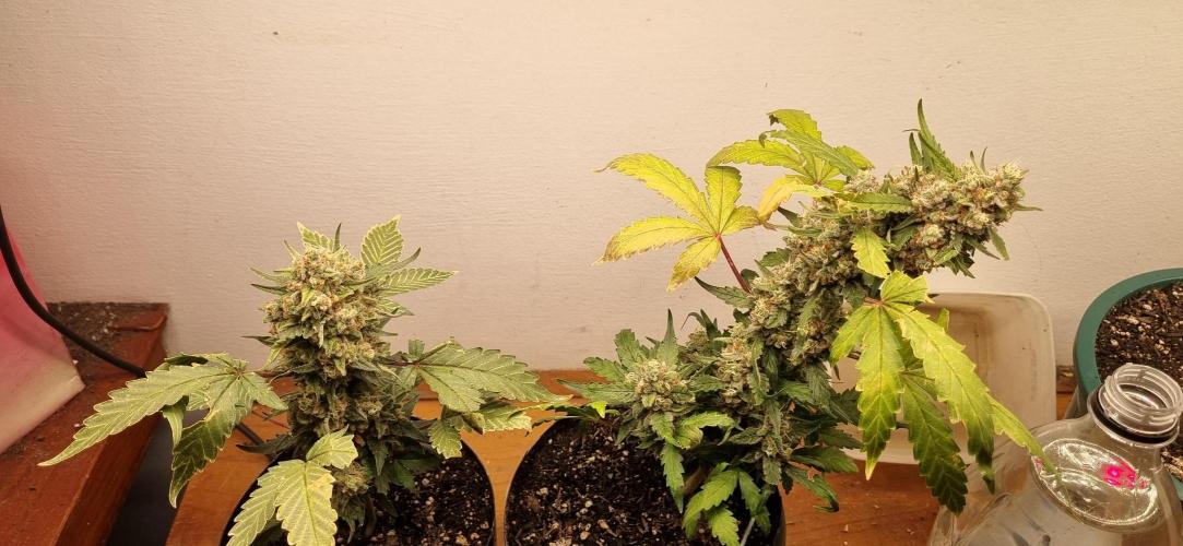 12h from seed Pound Cake Auto. Week 9 - 10/02 - 62d