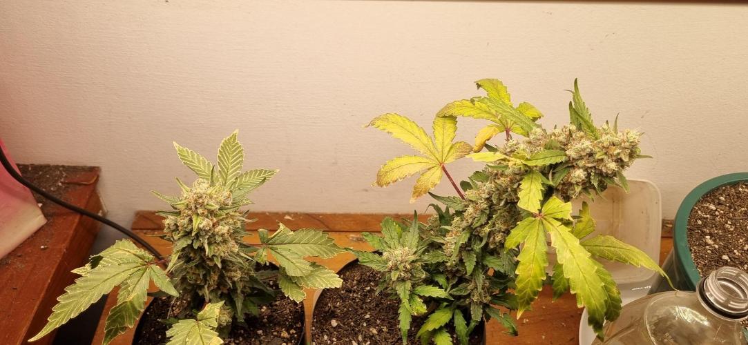 12h from seed Pound Cake Auto. Week 9 - 11/02 - 63d