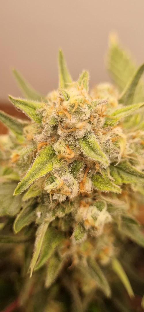 12h from seed Pound Cake Auto