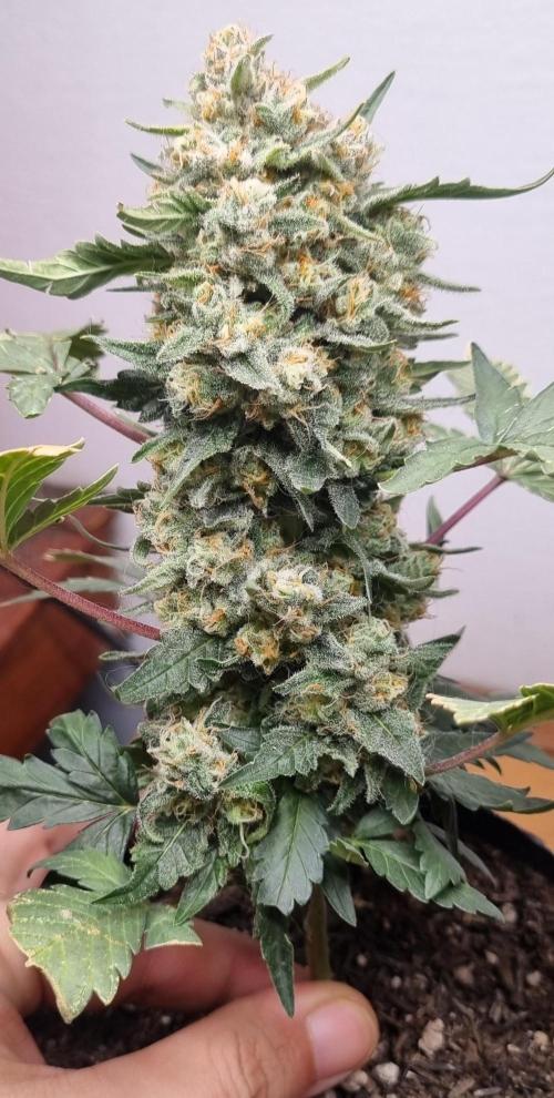 12h from seed Pound Cake Auto. Week 9