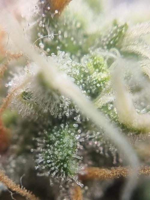 12h from seed Pound Cake Auto. Week 9 - trichomes 2