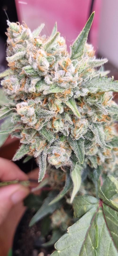 12h from seed Pound Cake Auto. Week 9 - resin