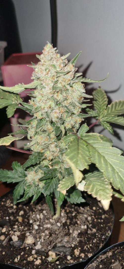 12h from seed Pound Cake Auto. Week 9 - plant 2 no light