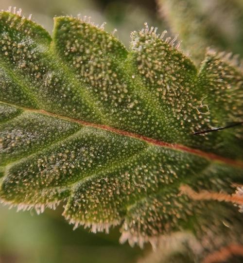 12h from seed Pound Cake Auto. Week 9 - trchomes 3