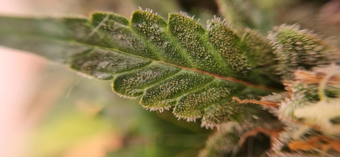 12h from seed Pound Cake Auto. Week 9 - trichomes 4