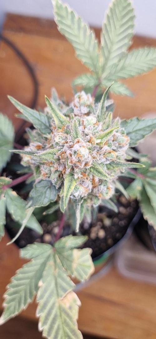 12h from seed Pound Cake Auto. Week 9