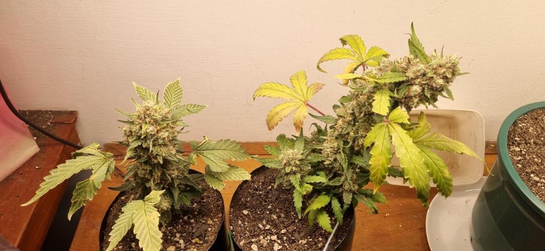 12h from seed Pound Cake Auto. Week 10 - 12/02 - 64d