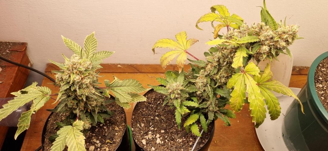 12h from seed Pound Cake Auto. Week 10 - 13/02 - 65d