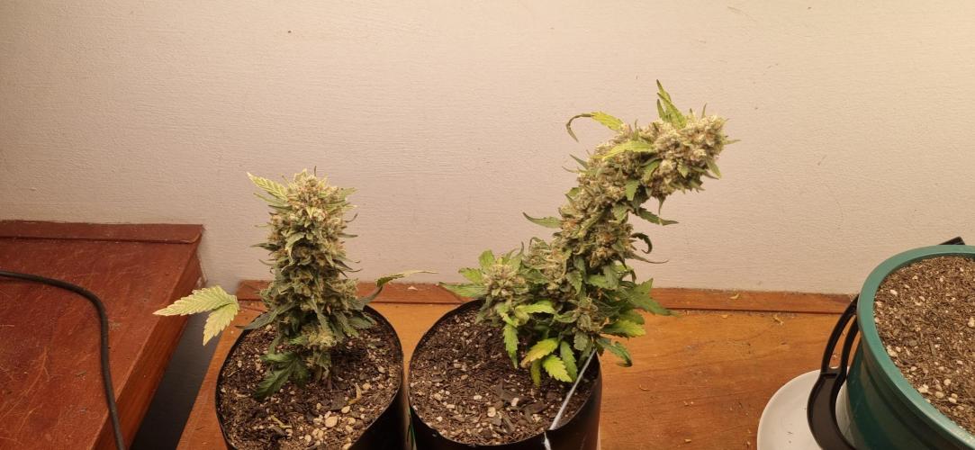 12h from seed Pound Cake Auto. Week 10 - 15/02 - 67d