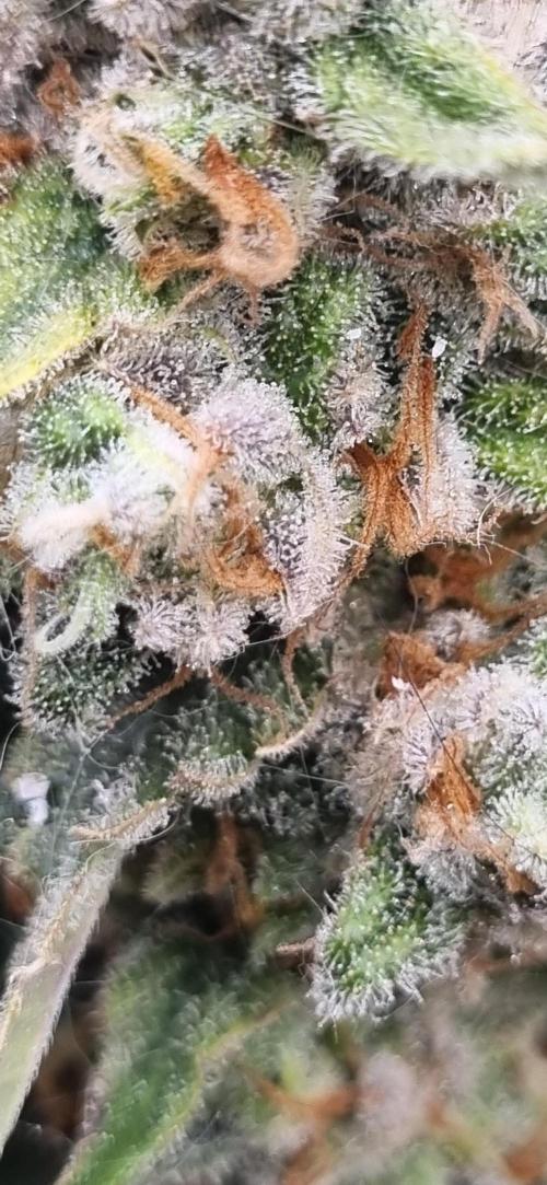 12h from seed Pound Cake Auto. Week 10 - white snow