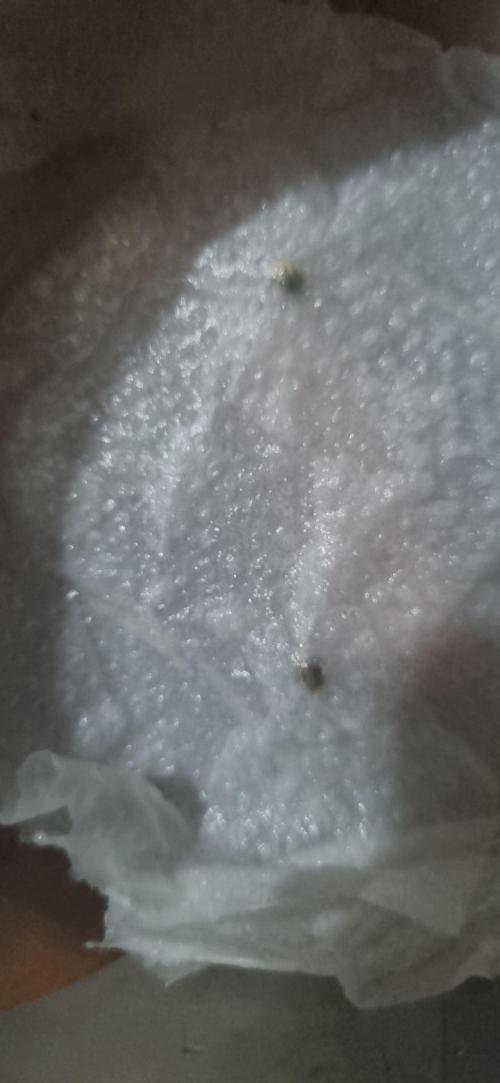 Pound Cake Auto!!. Week 0 - 07/02 - 20:00