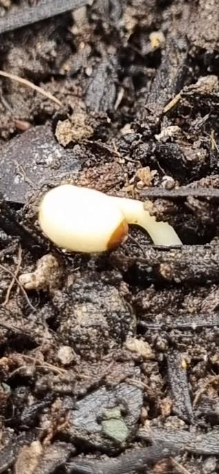 Pound Cake Auto!!. Week 0 - 10/02 - 18:50 plant 2