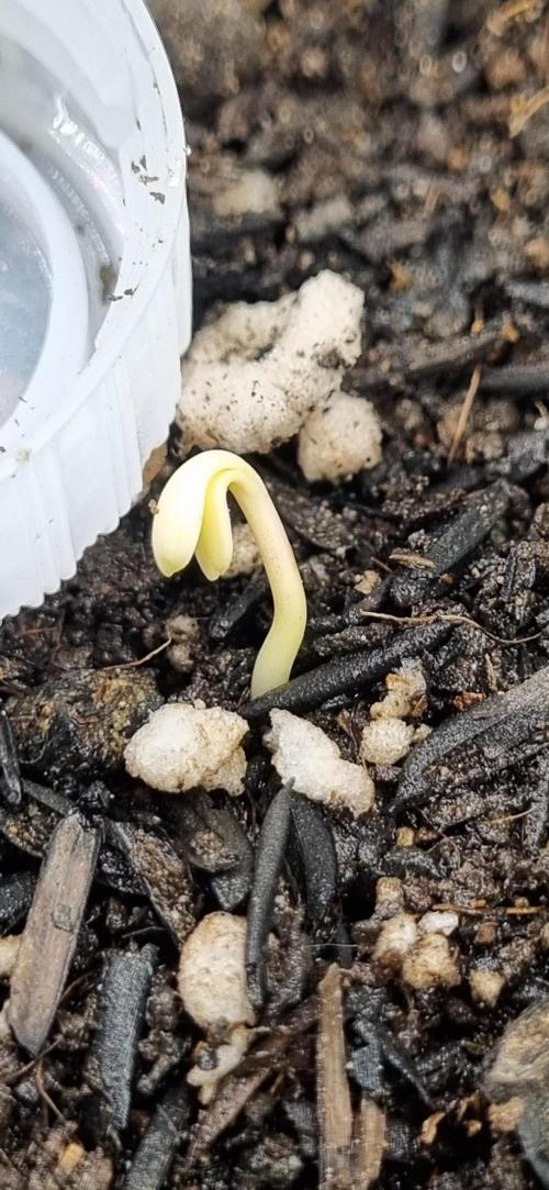 Pound Cake Auto!!. Week 0 - 10/02 - 23:10 plant 2