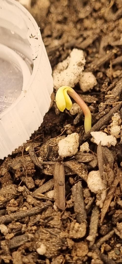 Pound Cake Auto!!. Week 0 - 11/02 - 04:25 plant 2 