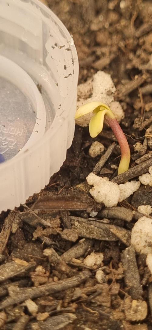 Pound Cake Auto!!. Week 0 - 11/02 - 14:30 plant 2