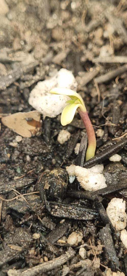 Pound Cake Auto!!. Week 0 - 11/02 - 17:40 plant 2