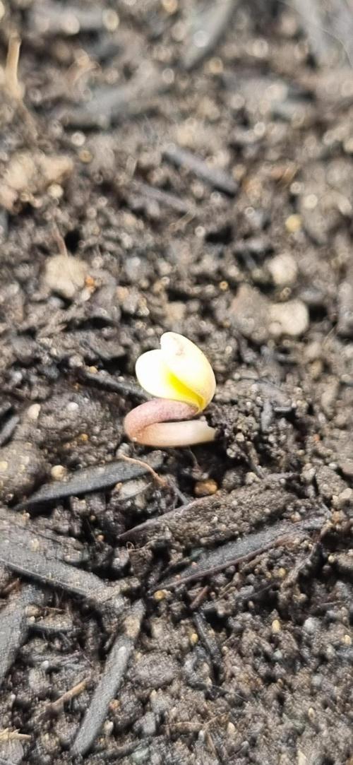 Pound Cake Auto!!. Week 0 - 10/02 - 18:50 plant 1