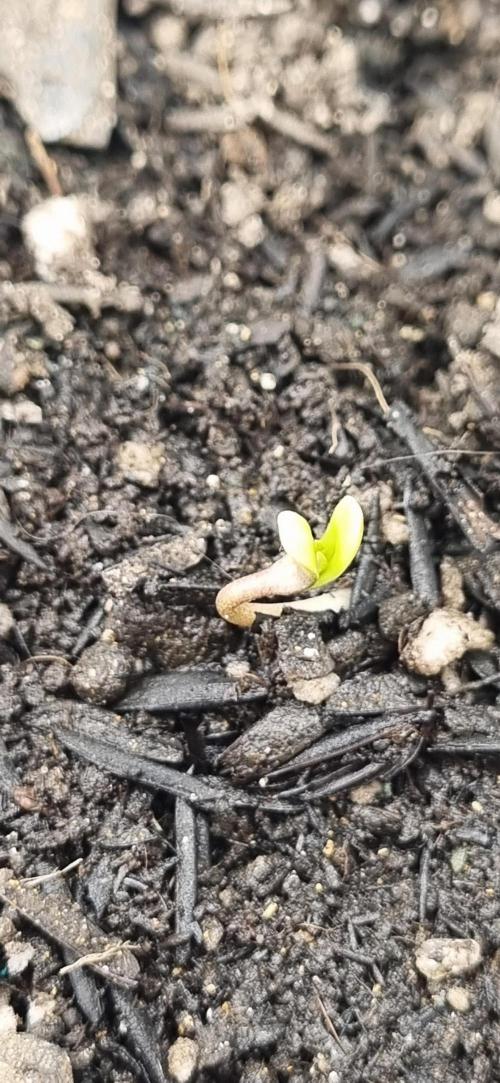 Pound Cake Auto!!. Week 0 - 10/02 - 23:10 - plant 1