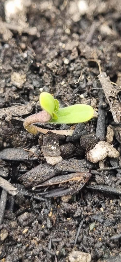 Pound Cake Auto!!. Week 0 - 11/02 - 04:25 plant 1