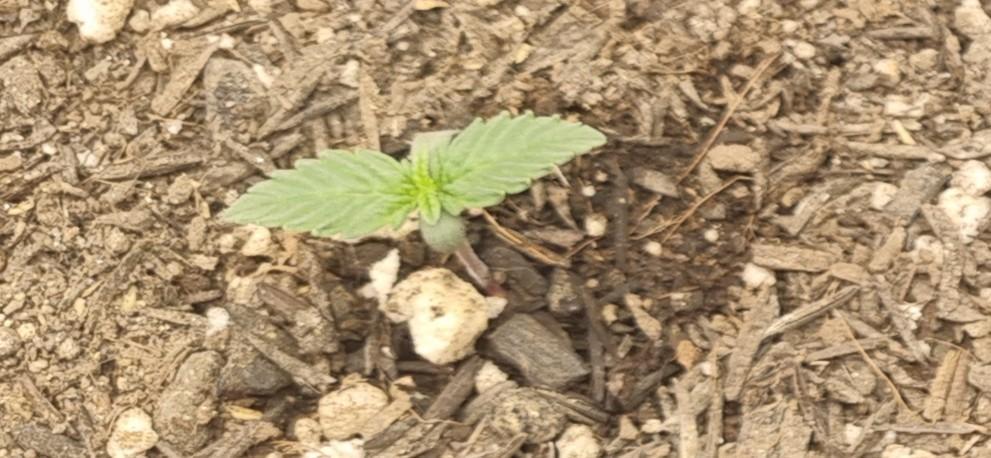 Pound Cake Auto!!. Week 1