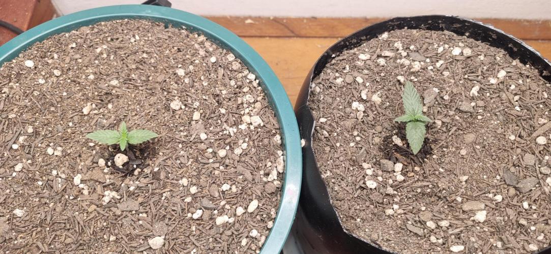 Pound Cake Auto!!. Week 1 - 17/02 - 06d